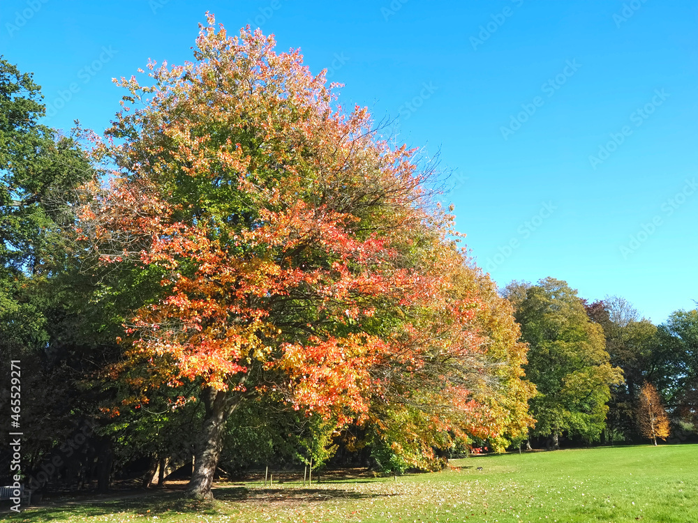 Colors of autumn fall - Beautiful maple tree on a meadow