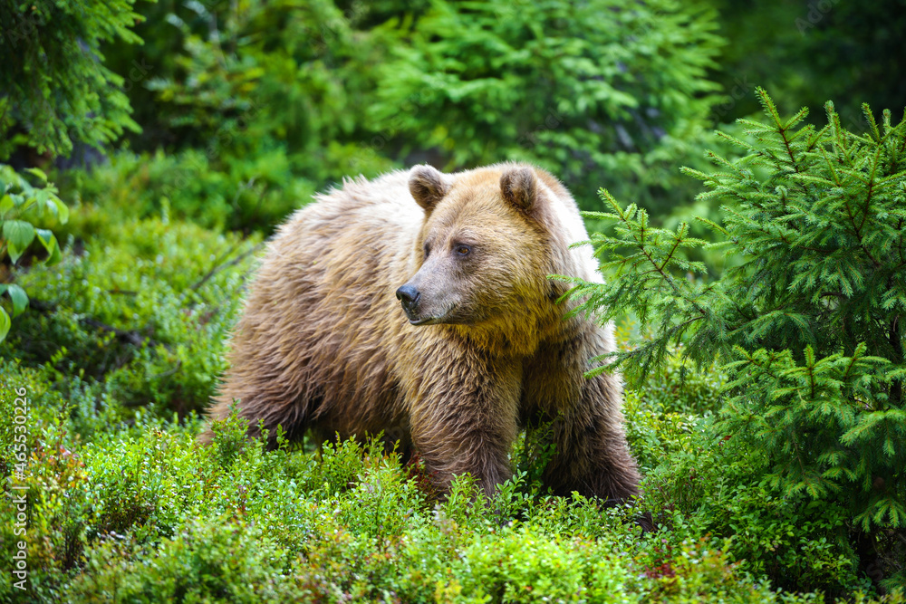 Fototapeta premium Young brown bear (Ursus arctos) in the summer forest. Animal in natural habitat.