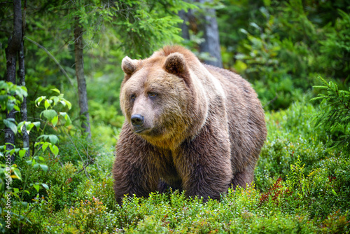 European brown bear  Ursus arctos . Big brown bear in forest.