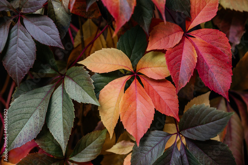 Colorful atumn leaves of virginia creeper covering the fence, the natural texture of multicolored fall vine leaves photo