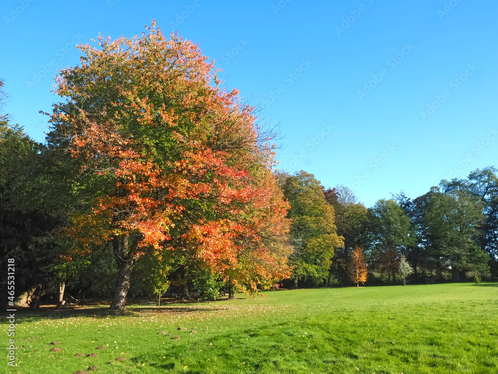 Fototapeta premium Colors of autumn fall - Beautiful maple tree on a meadow