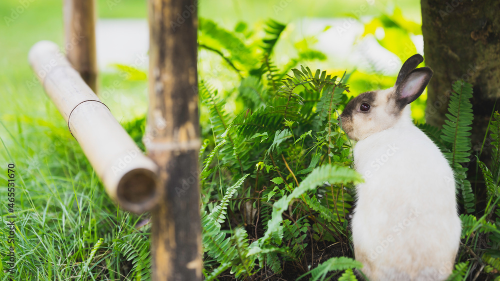 Behind of single rabbit sitting in thick growth of lawn. Bunny eating grazing young grass. Rear view. Behind of single rabbit sitting in thick growth of lawn. Bunny eating grazing young grass. Rear view.