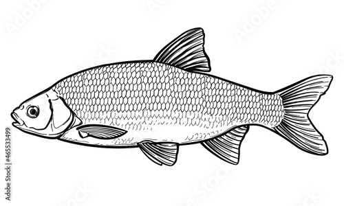 Hand-drawn Roach fish. Black and white. Vector sketch of a fish isolated on a white background.