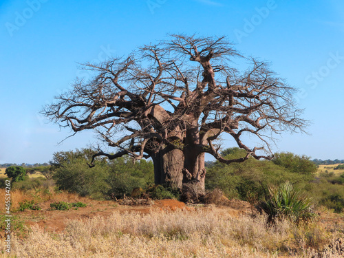 Obraz na płótnie baobab tree