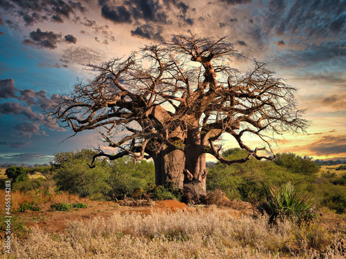 Print op canvas baobab tree