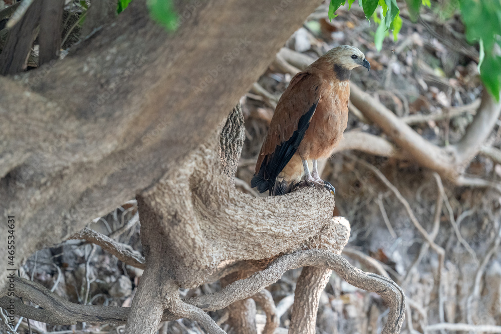 The black-collared hawk (Busarellus nigricollis)