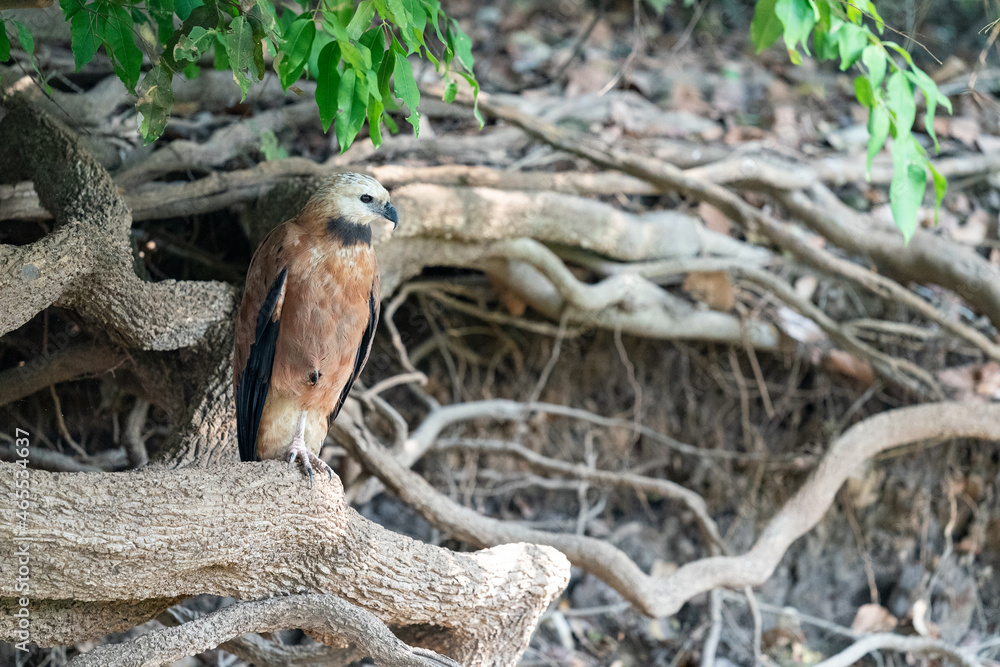 The black-collared hawk (Busarellus nigricollis) The black-collared hawk (Busarellus nigricollis)
