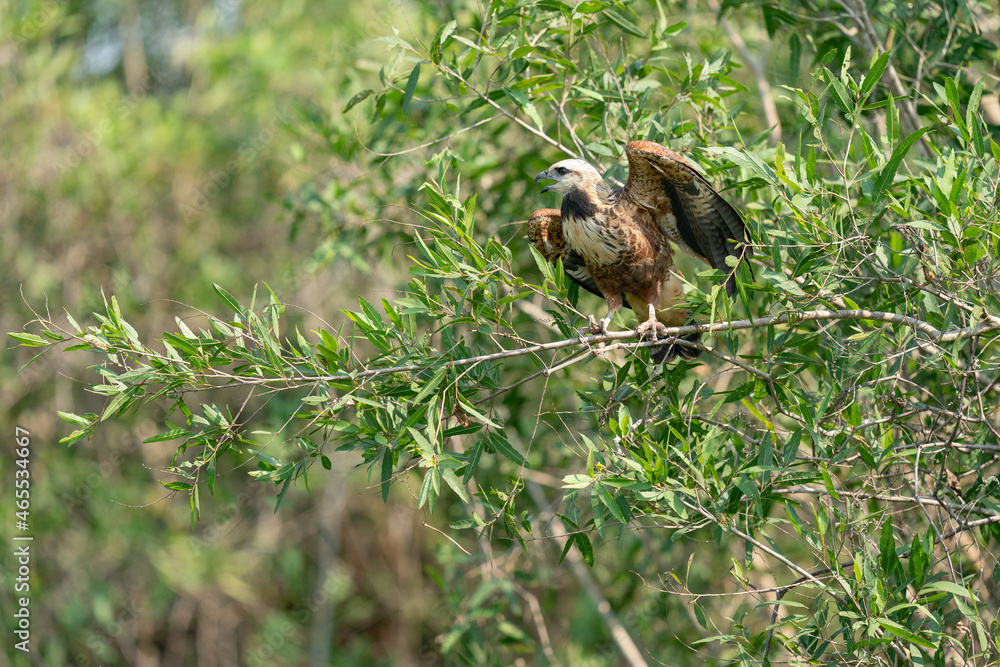 The black-collared hawk (Busarellus nigricollis) The black-collared hawk (Busarellus nigricollis)
