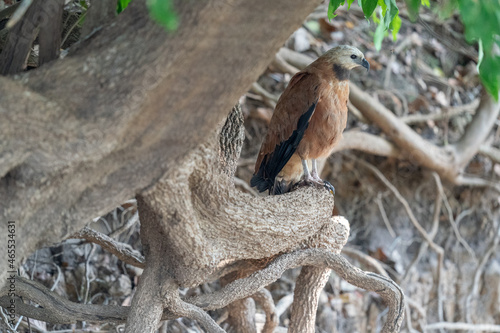 The black-collared hawk  Busarellus nigricollis 