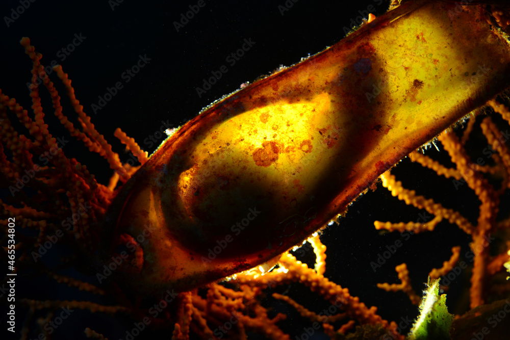 Shark egg. Cat shark egg case. Canakkale, Turkey. The growth process of