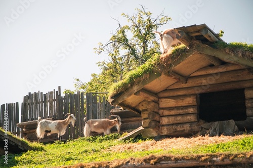 Goats on the Roof photo