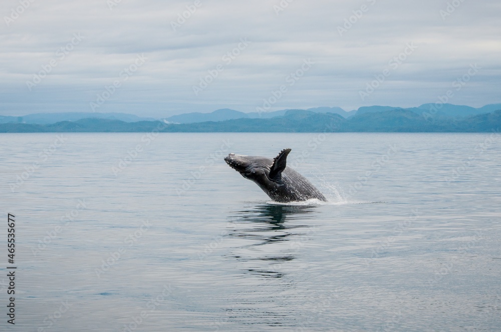 Fototapeta premium Breaching Humpback Whale