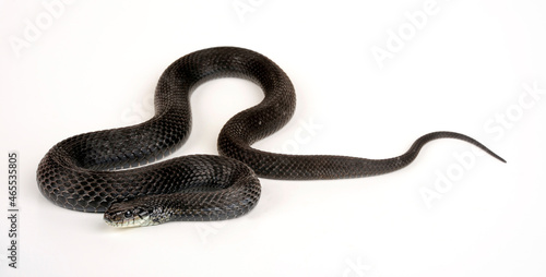 black / melanistic garter snake // schwarze / melanistische Strumpfbandnatter (Thamnophis sirtalis sirtalis) 