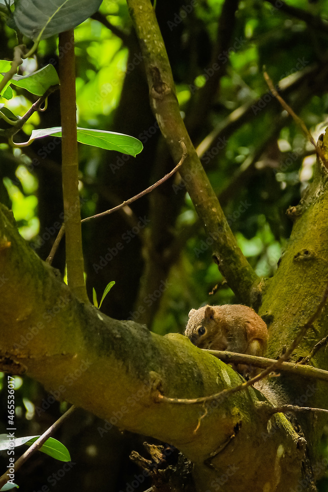 squirrel in the forest