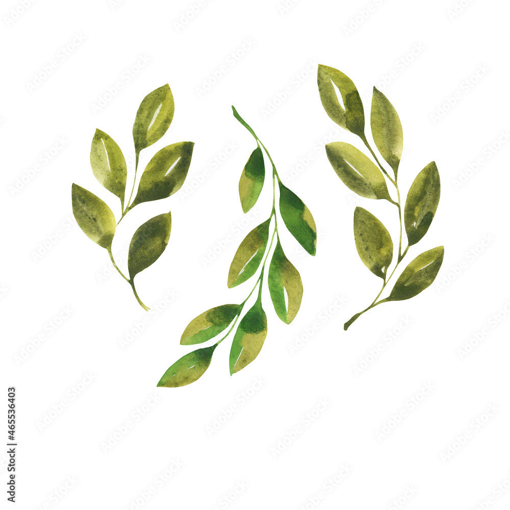 Green leaves or branches set. Hand drawn watercolor illustration.