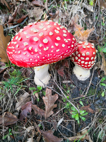 Champignon dangereux
 photo