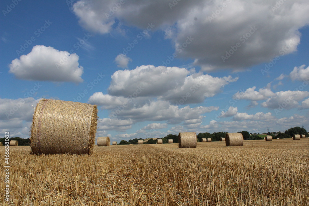 A wheat field with round hay bales waiting for harvest In a field near Wakefield West Yorkshire in the UK on summer's day 