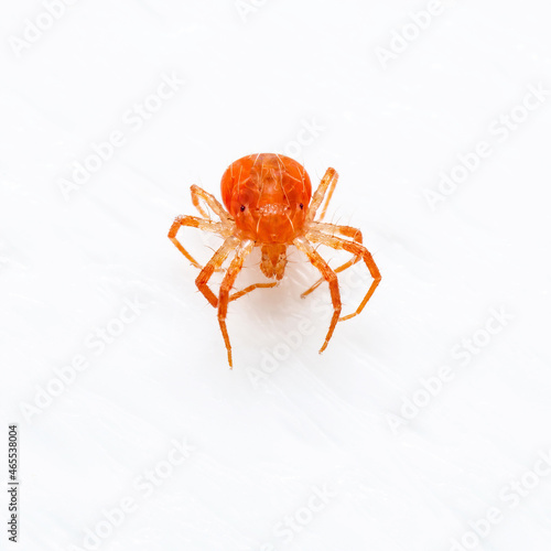 Anystis Baccarum Mite or Whirligig Red Velvet Mite Arachnid Predator Tick Isolated on White Background