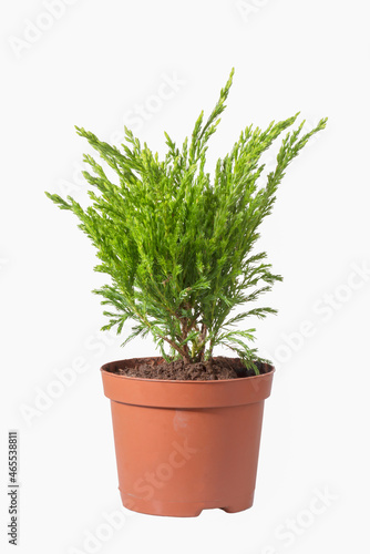 Seedling of a juniper in a flowerpot