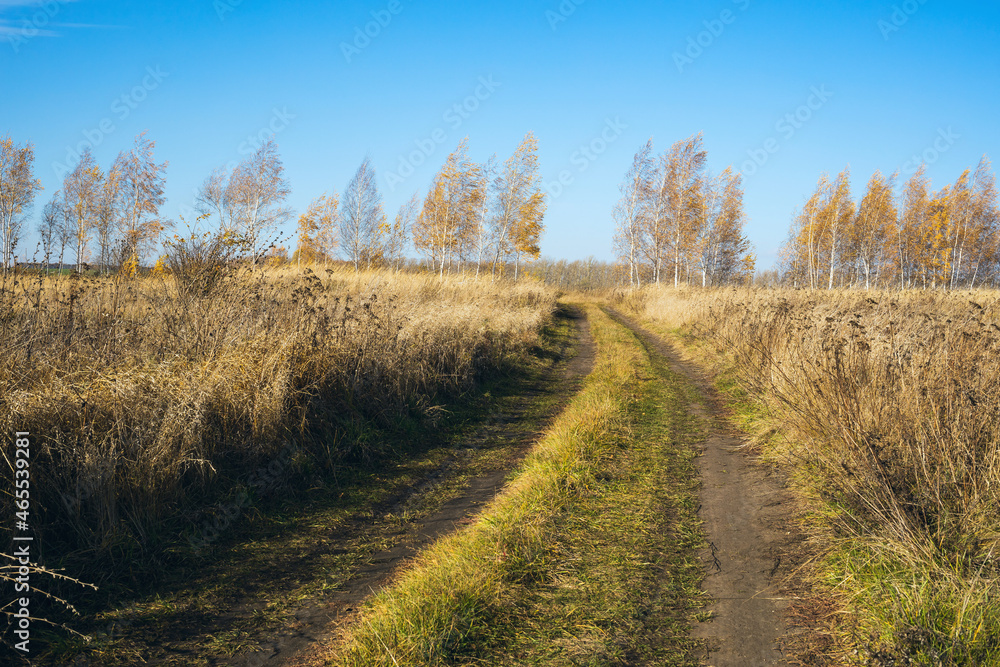 Rural autumn dirt road with yellowed grass and trees in sunny weather
