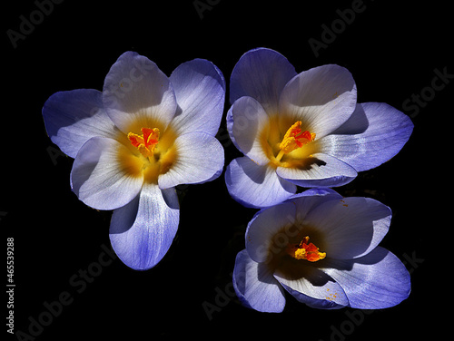 Wallpaper Mural Violet pansy flowers, vivid spring colors against a blue background. Macro images of flower faces.  Torontodigital.ca