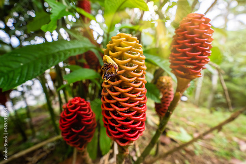 Close-up shot of a red Beehive Ginger Zingiber spectabile flower in Ecuador, Amazon rainforest photo