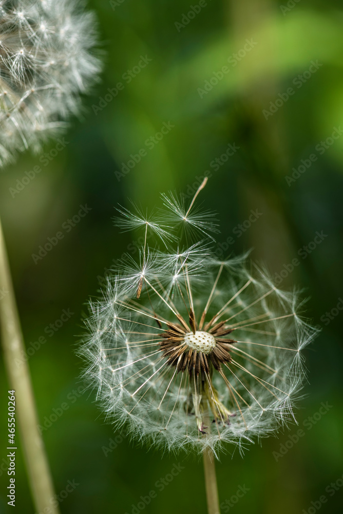 Several dandelion flowers on a summer day Several dandelion flowers on a summer day