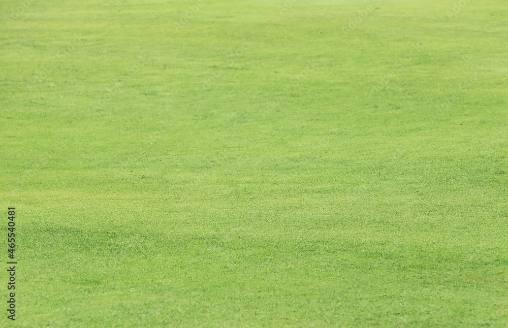 green grass in golf course