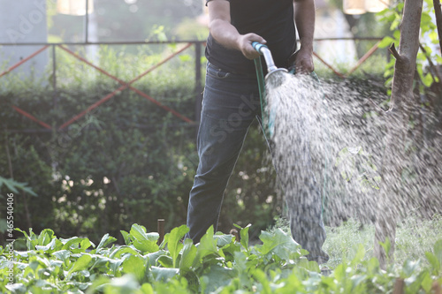 Male legs with watering plants in home garden photo