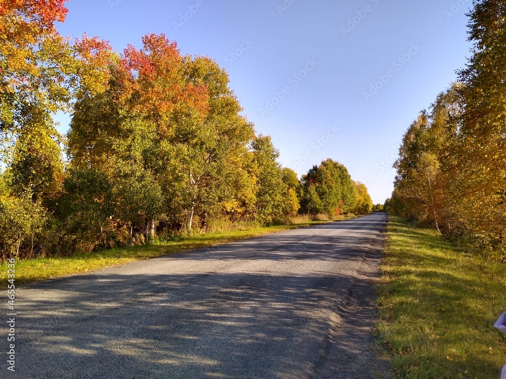 an asphalt road in an autumn forest with a blue sky. High quality photo