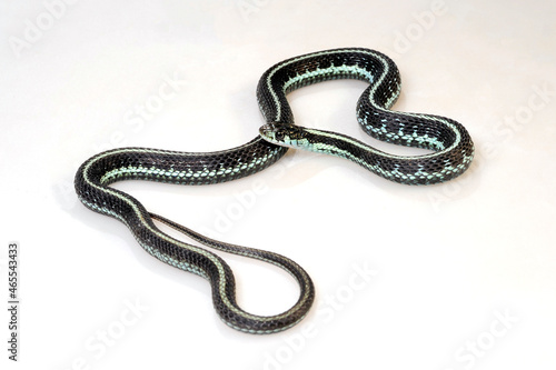 Puget Sound Garter Snake // Strumpfbandnatter (Thamnophis sirtalis pickeringii)