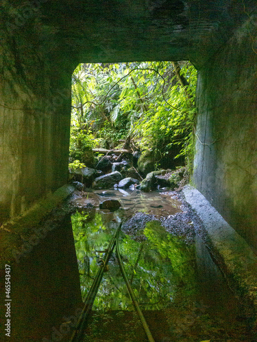 green forest with water