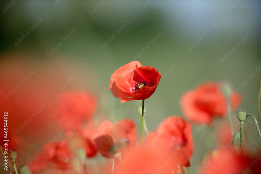 Obraz premium Poppy in field