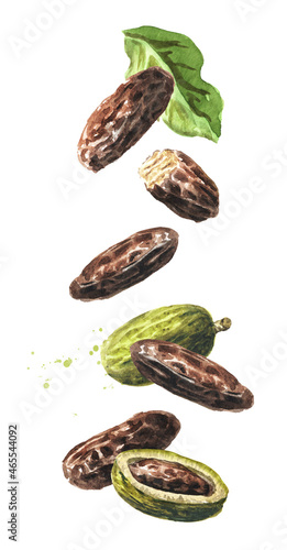 Wallpaper Mural Falling Fragrant aroma tonka beans. Watercolor hand drawn illustration isolated on white background Torontodigital.ca