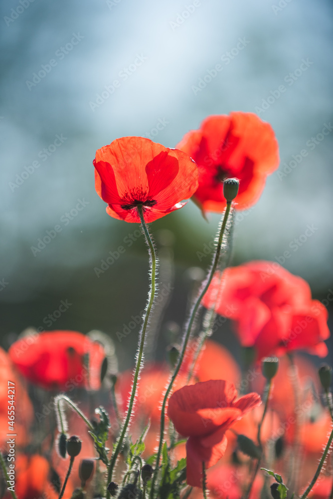 Obraz premium Two poppies