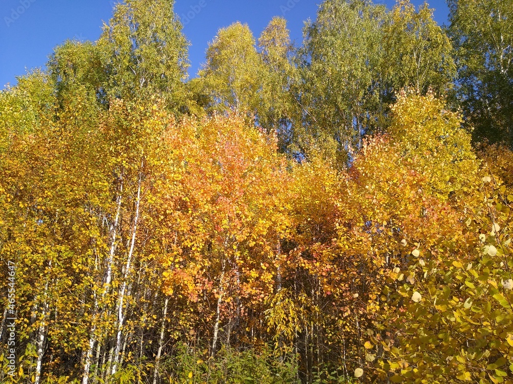 Fototapeta premium an asphalt road in an autumn forest with a blue sky. High quality photo