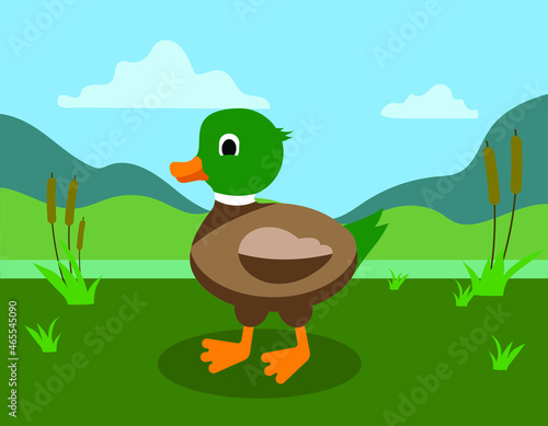 duck on the grass  swamp or lake background  vector illustration 
