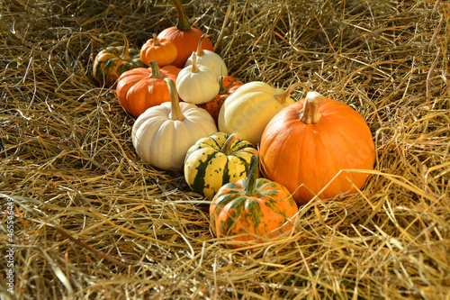 Decorative pumpkins on straw autumn background.