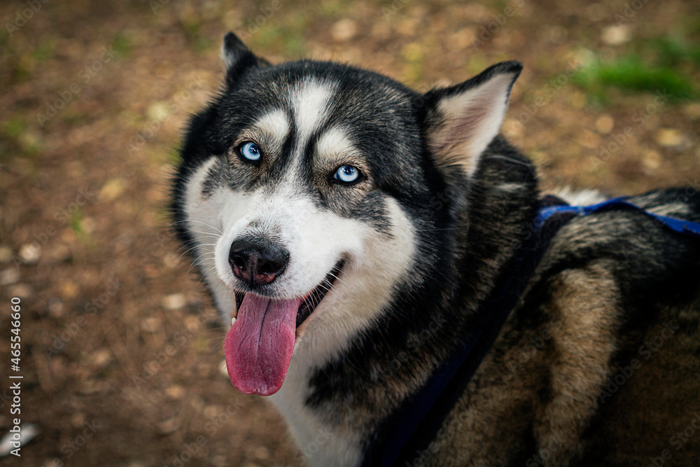 Husky. Closeup portrait of the head of a dog of the Husky breed on a background of nature.