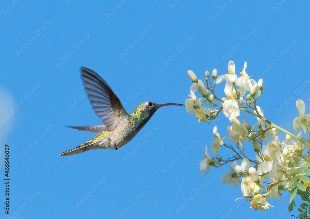 Naklejka premium Male White-tailed Goldenthroat hummingbird, Polytmus guainumbi, feeding on white flowers of a Moringa tree in bright sunlight isolated against the blue sky.