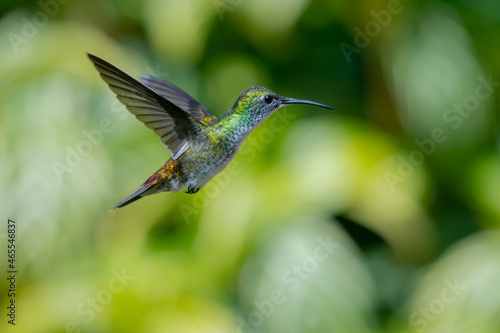 White-chested Emerald hummingbird, Amazilia brevirostris, hovering in a garden with green plants blurred in the background. © Chelsea Sampson