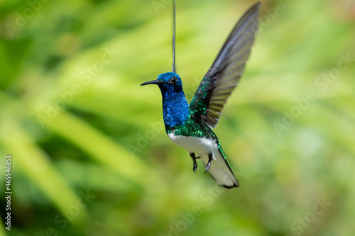 Male White-necked Jacobin, Florisuga mellivora, hovering in the air with green plants blurred in the background on a bright sunny day.