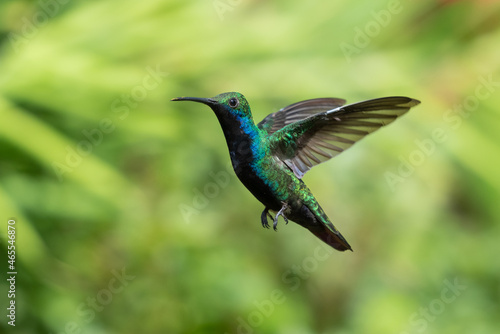 Male Black-throated Mango hummingbird, Anthracothorax nigricollis, hovering in a tropical garden in the bright sunlight.