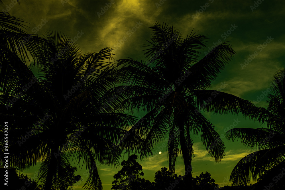 palm trees at sunset