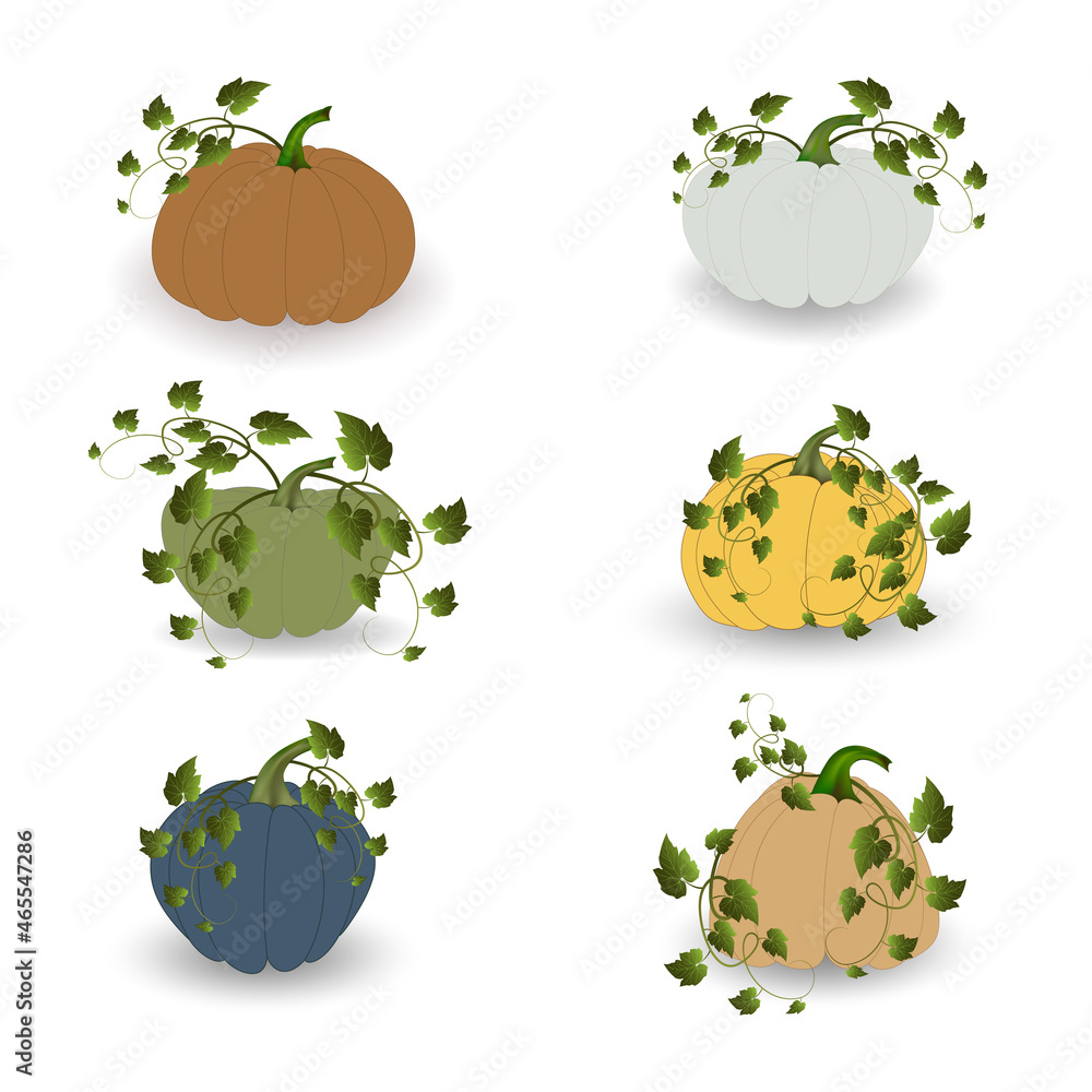 Different pumpkins, different colors with green leaves and a shadow on ...