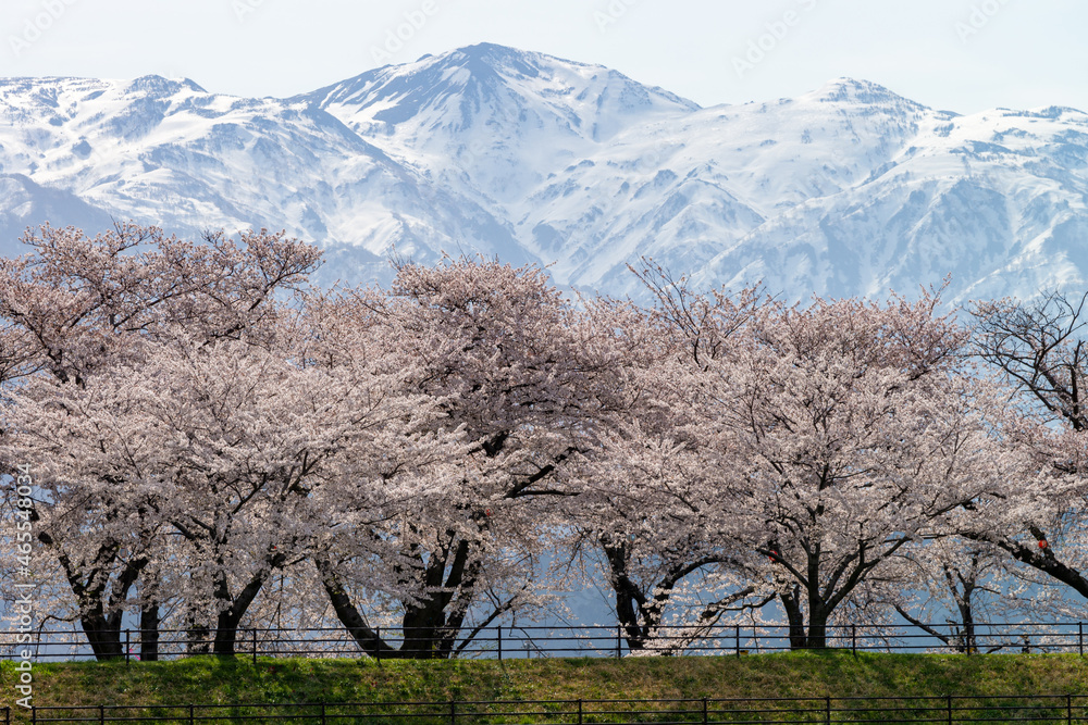 チューリップ、桜、菜の花、残雪の雪山が織りなす「春の四重奏」で知られる舟川べりの桜並木 チューリップ、桜、菜の花、残雪の雪山が織りなす「春の四重奏」で知られる舟川べりの桜並木