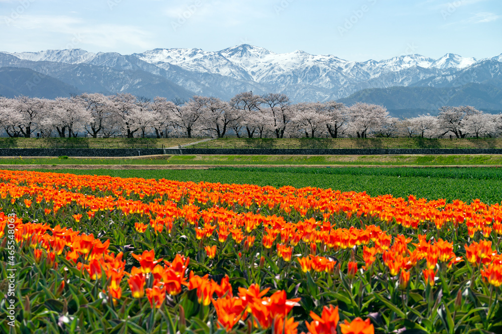 チューリップ、桜、菜の花、残雪の雪山が織りなす「春の四重奏」で知られる舟川べりの桜並木