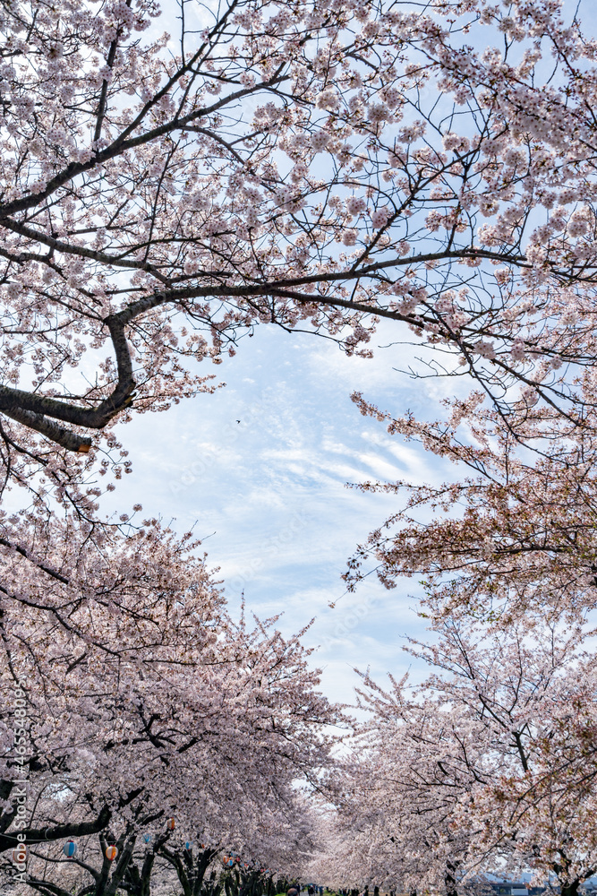 チューリップ、桜、菜の花、残雪の雪山が織りなす「春の四重奏」で知られる舟川べりの桜並木