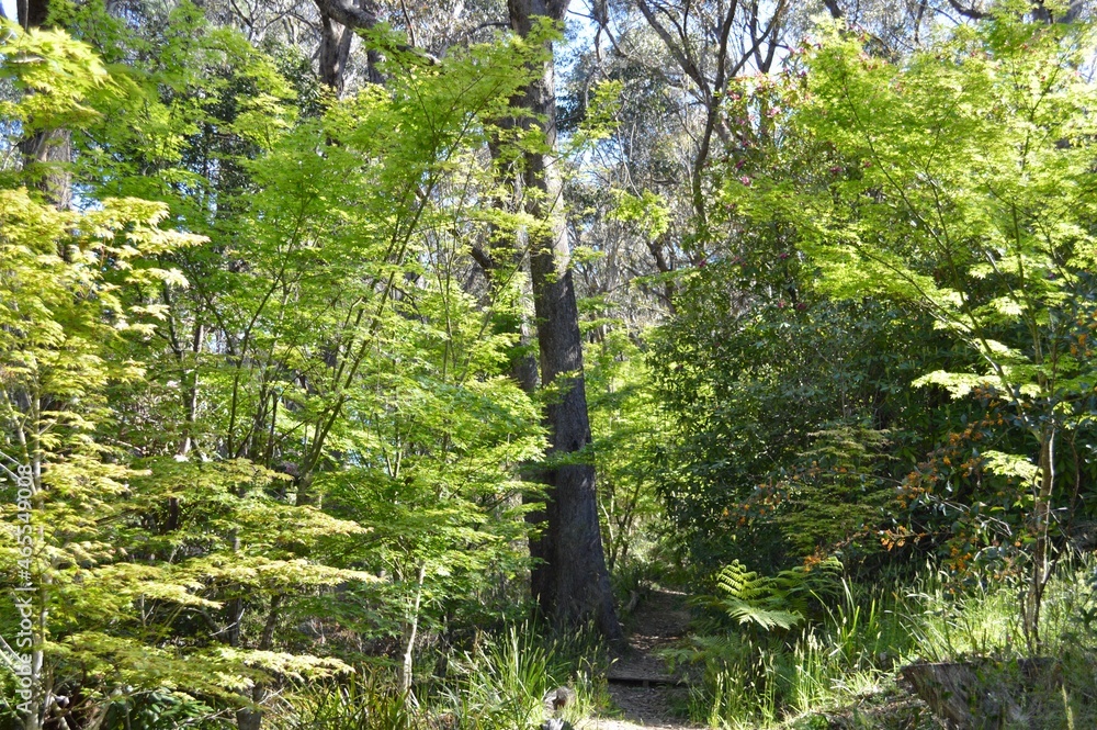 Fototapeta premium Maple trees in the garden