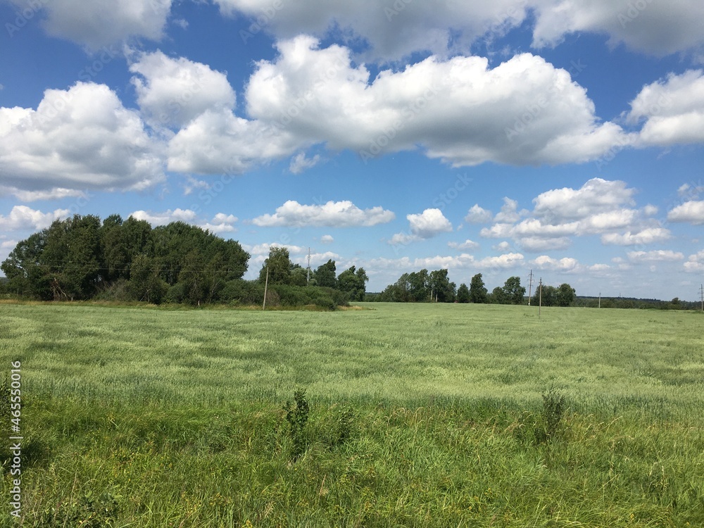 landscape with meadow and sky and clouds like sheep landscape with meadow and sky and clouds like sheep